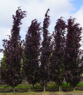 Fagus sylvatica 'Dawyck Purple'